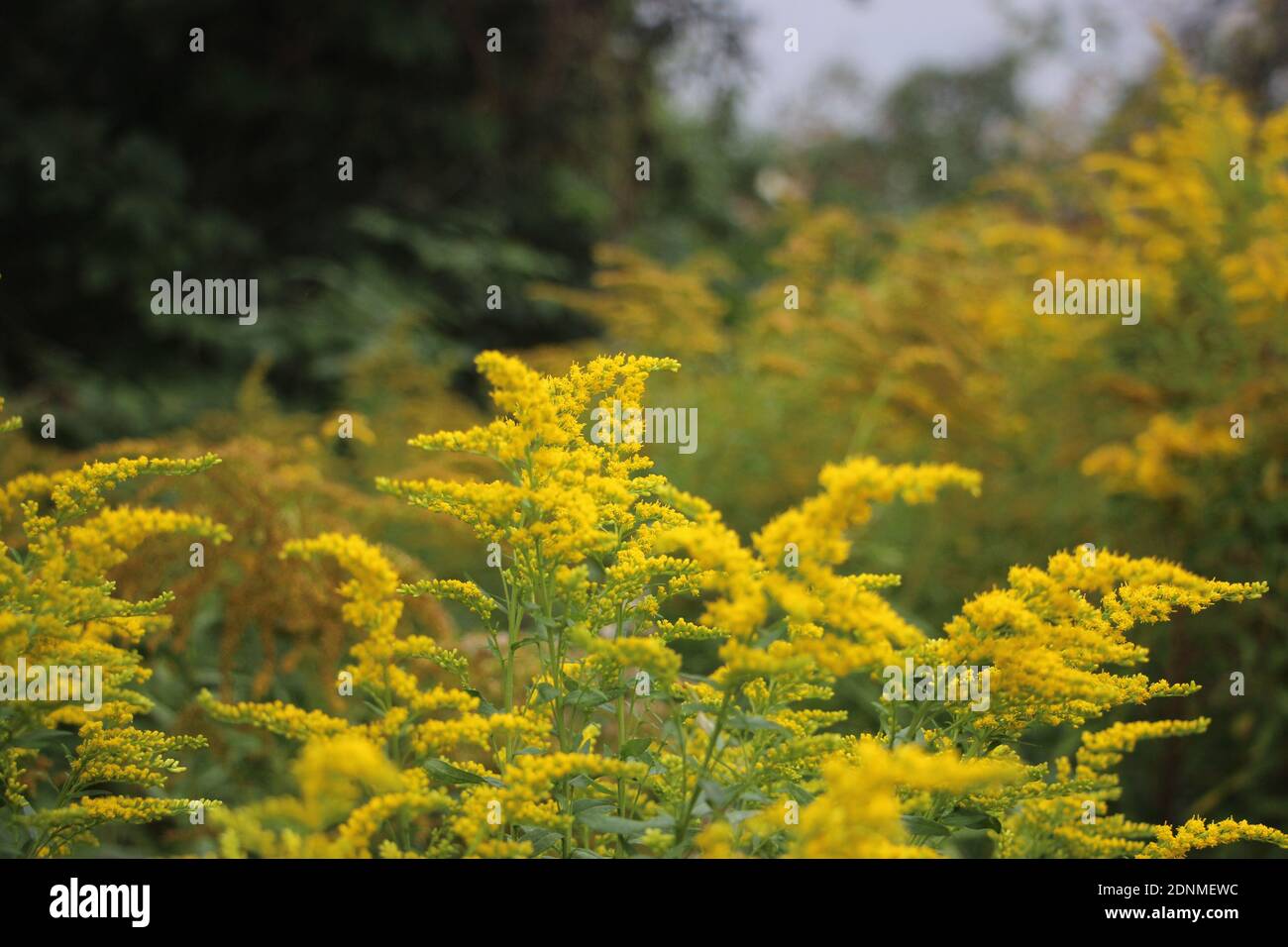 a Goldenrod flowers landscape background. European nature. Stock Photo
