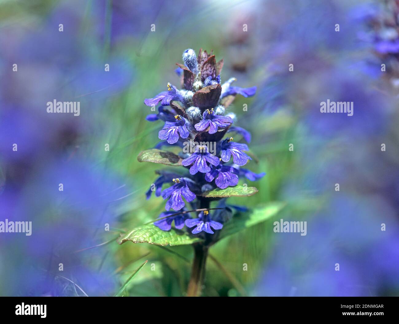 Blue Bugle (Ajuga reptans), flowering stalk. Germany Stock Photo