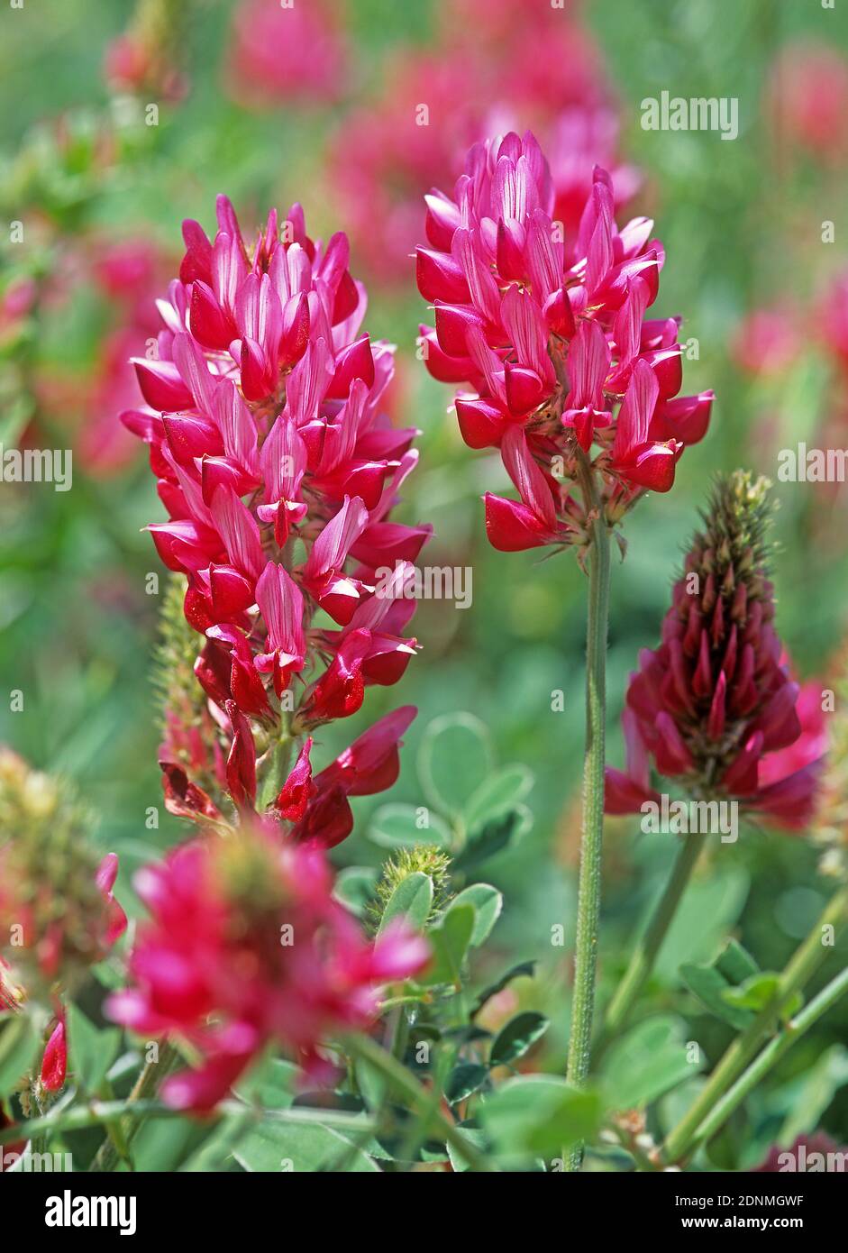 Italian Sainfoin (Hedysarum coronarium), flowers. Italy Stock Photo