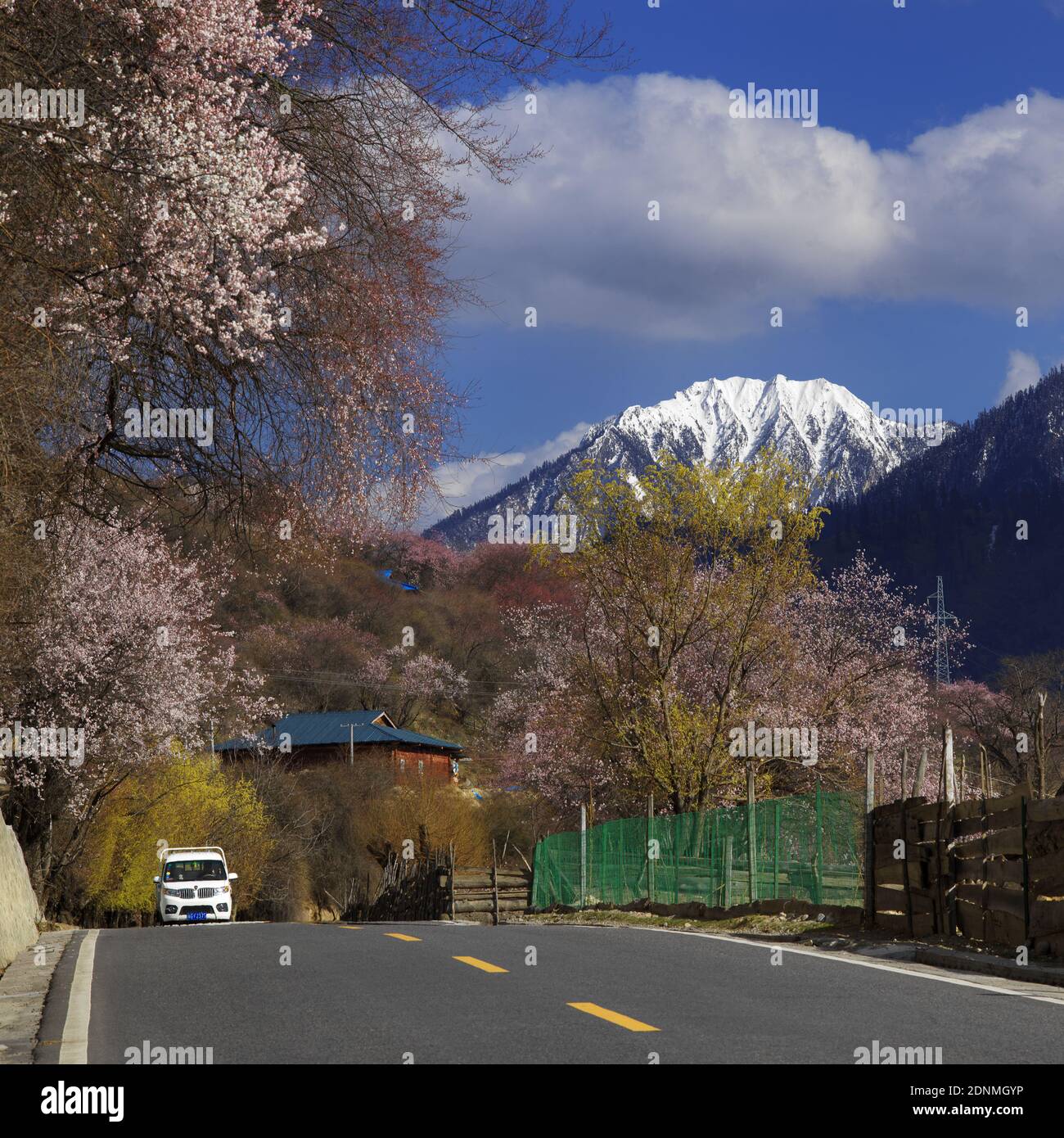 Bome peach blossom Stock Photo Alamy