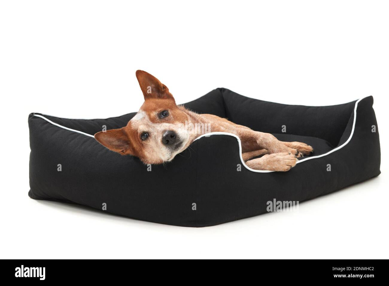 Australian Cattle Dog lying in a pet bed. Germany.. Stock Photo