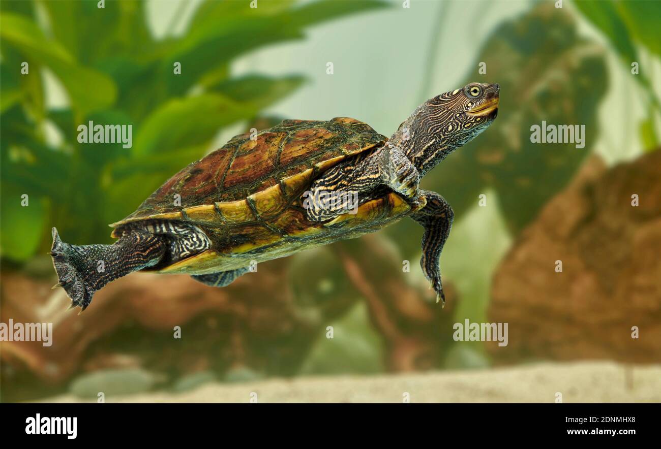 Adult False Map Turtle (Graptemys pseudogeographica) under water in an