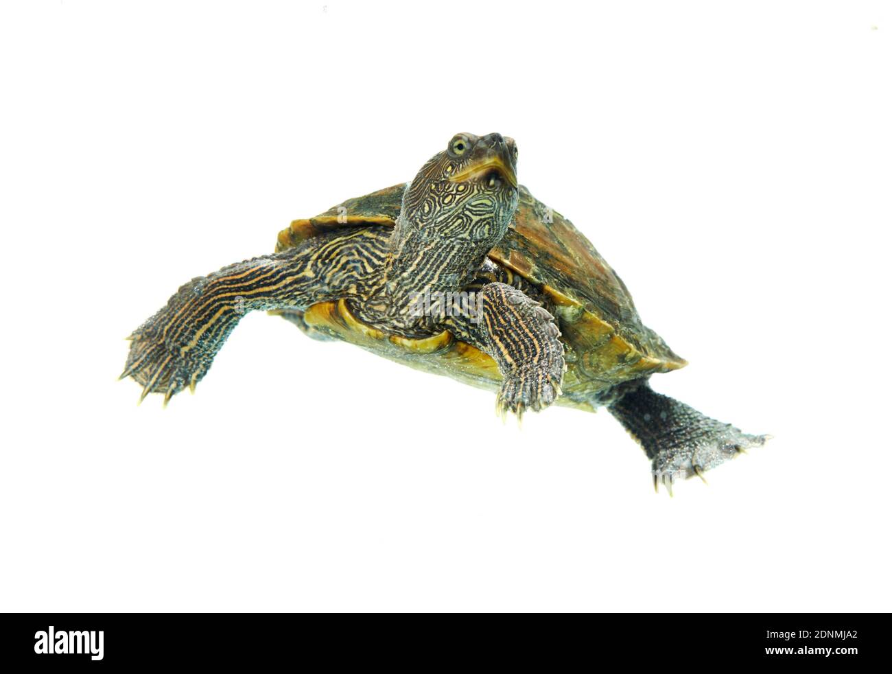 Adult False Map Turtle (Graptemys pseudogeographica). Studio picture against a white background Stock Photo