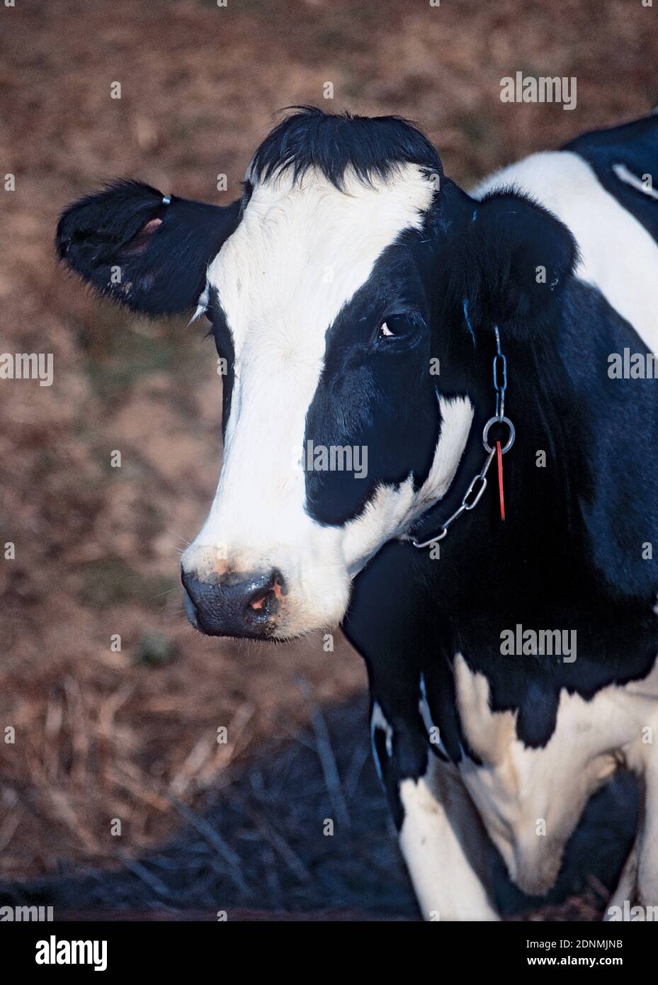 Vertical Cow Portrait Stock Photo
