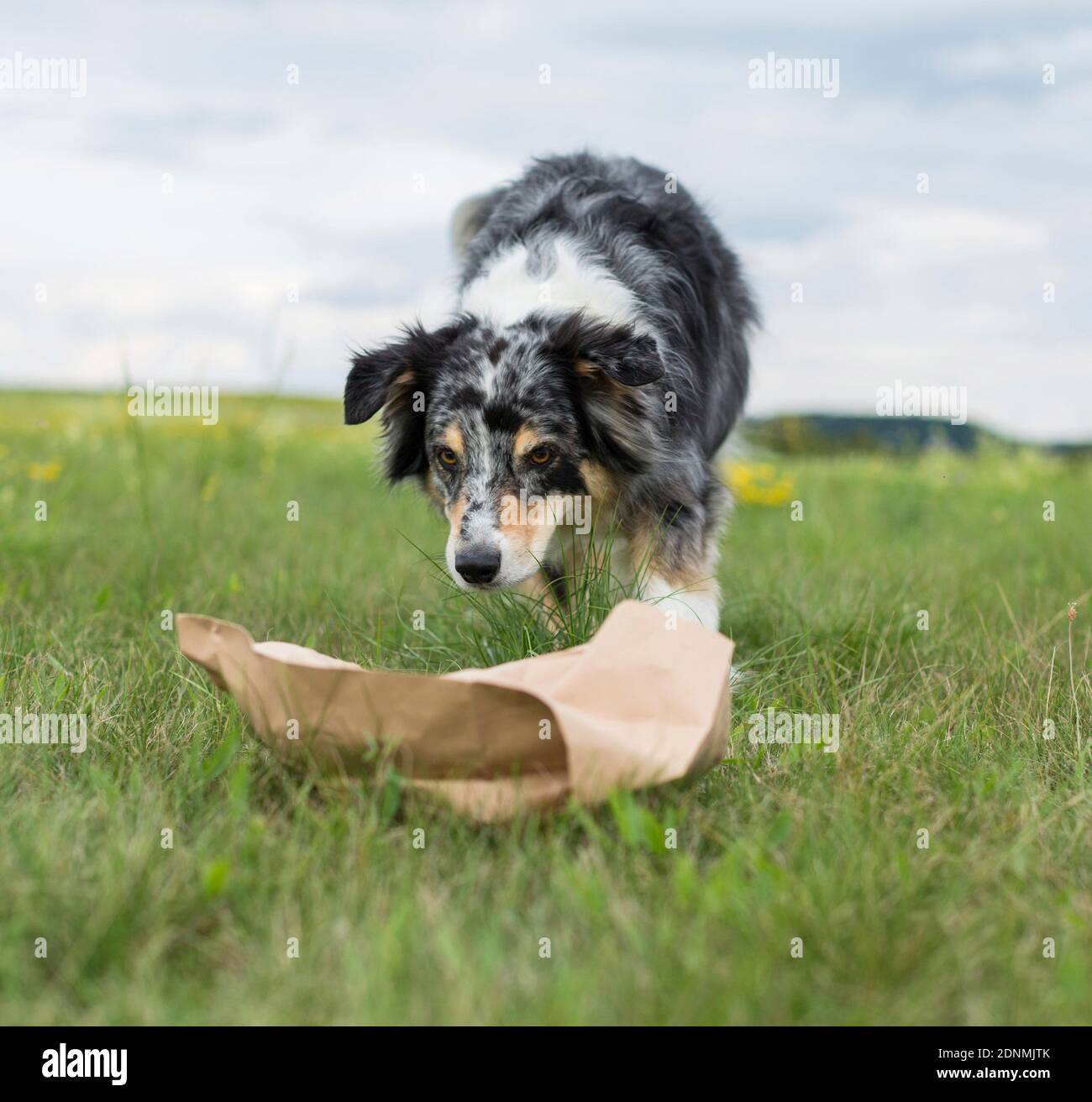 Australian Shepherd. An adult dog runs towards a paper bag that may contain rubbish. Germany Stock Photo