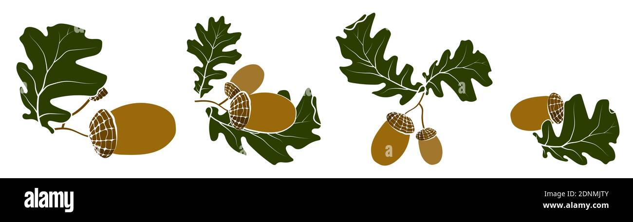 Set of oak autumn leaves with acorns. Oak Grove. Color vector in ...