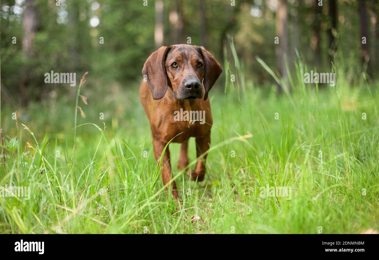 Hanover Hound, Hanoverian Hound. Adult walking on a meadow. Germany Stock Photo