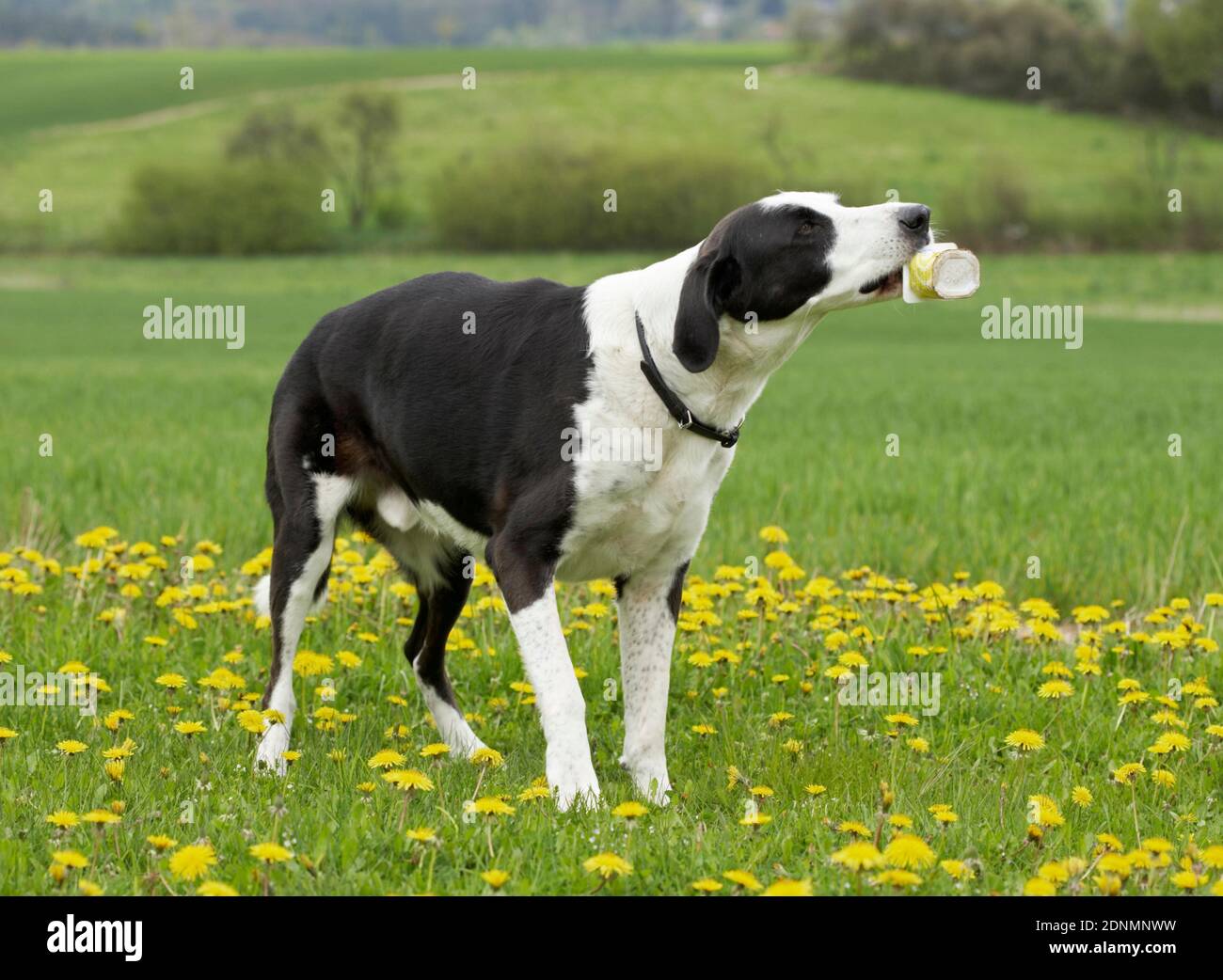 Domestic dog. Mixed breed dog Great Dane x eating rubbish