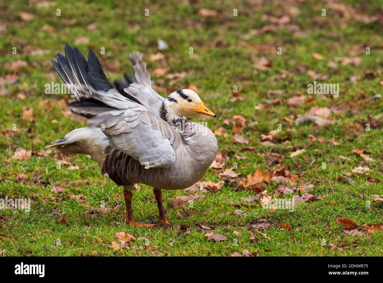 Bar-headed Goose - Anser indicus, beautiful goose from Central Asia lakes and fresh waters, Russia. Stock Photo