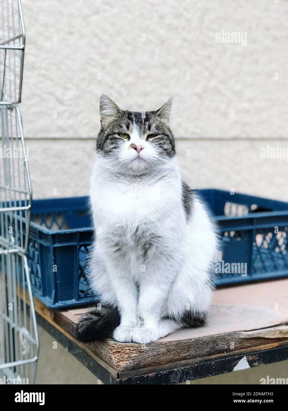 cat sitting on a table