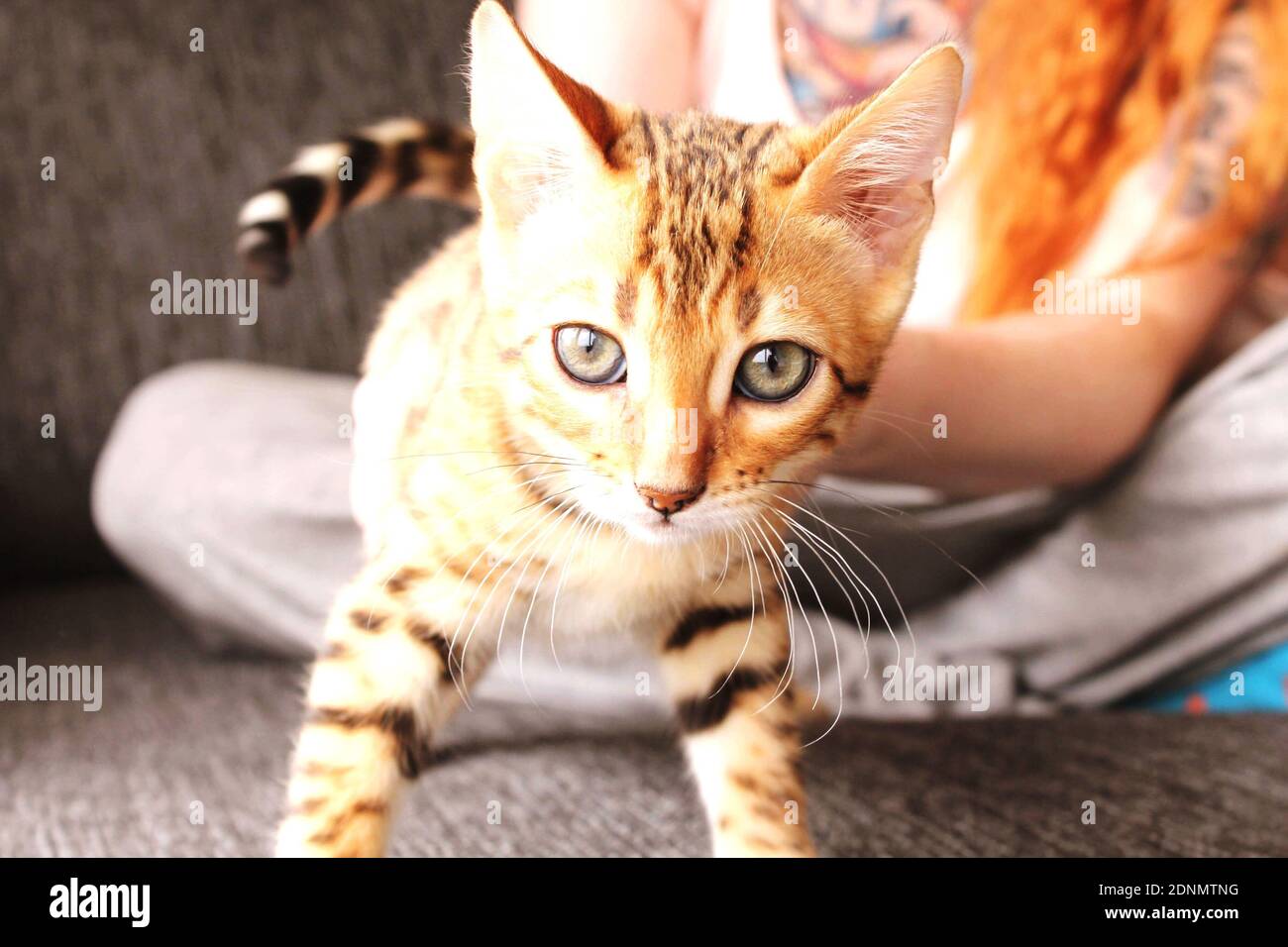 Ginger Bengal Cat High Resolution Stock Photography and Images Alamy