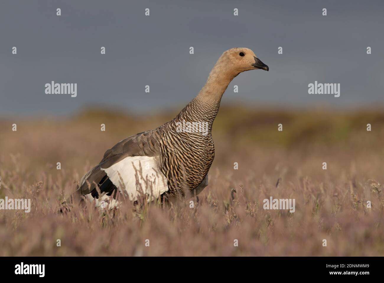 Upland Goose Female Belaker Island Falkland January 2018 Stock Photo upland-goose-female-belaker-island-falkland-january-2018-stock-photo