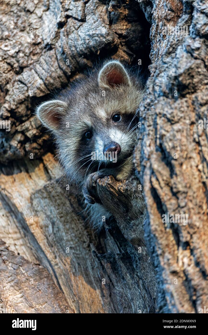 Racoon (Procyon lotor). Adult peerig ouf from a hole in a tree. Upper Lusatia, Saxony Stock Photo