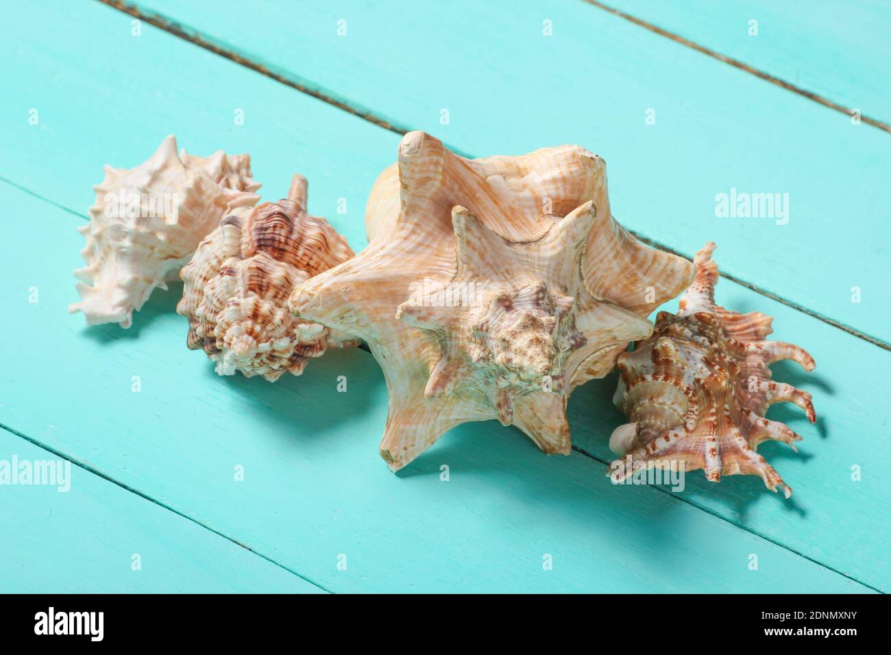 Seashells on a blue wooden background Stock Photo