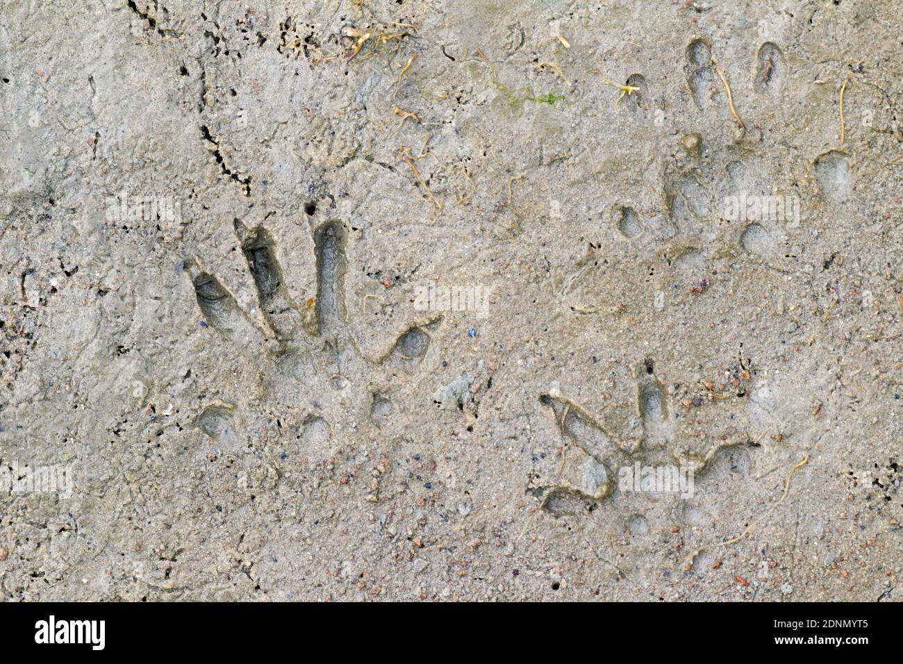 Rat footprint hi-res stock photography and images - Alamy