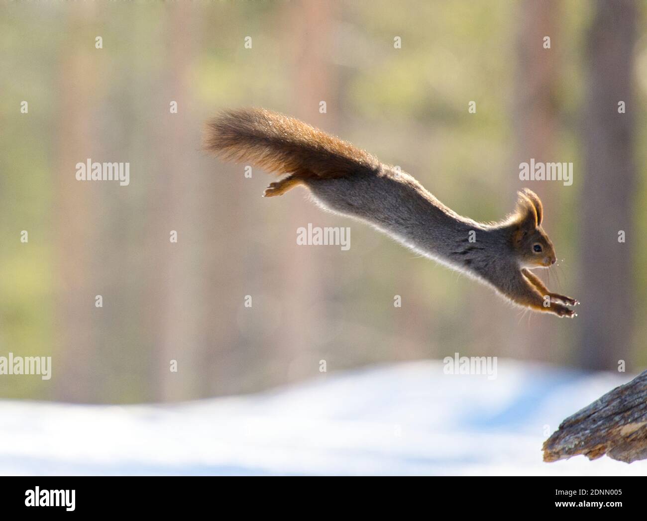 Squirrel jumping Stock Photo