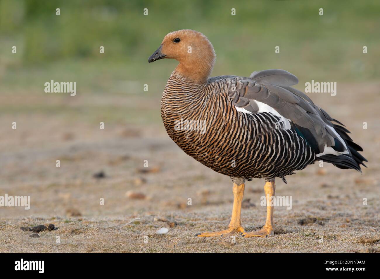 Upland Goose Female Bleaker Island Falkland January 2018 Stock Photo upland-goose-female-bleaker-island-falkland-january-2018-stock-photo