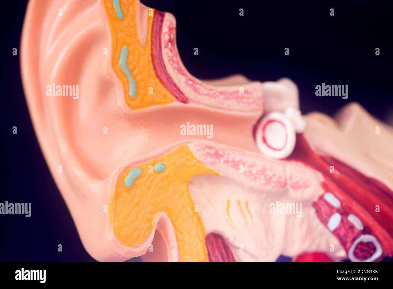 Hearing ear medical teaching model. Stock Photo