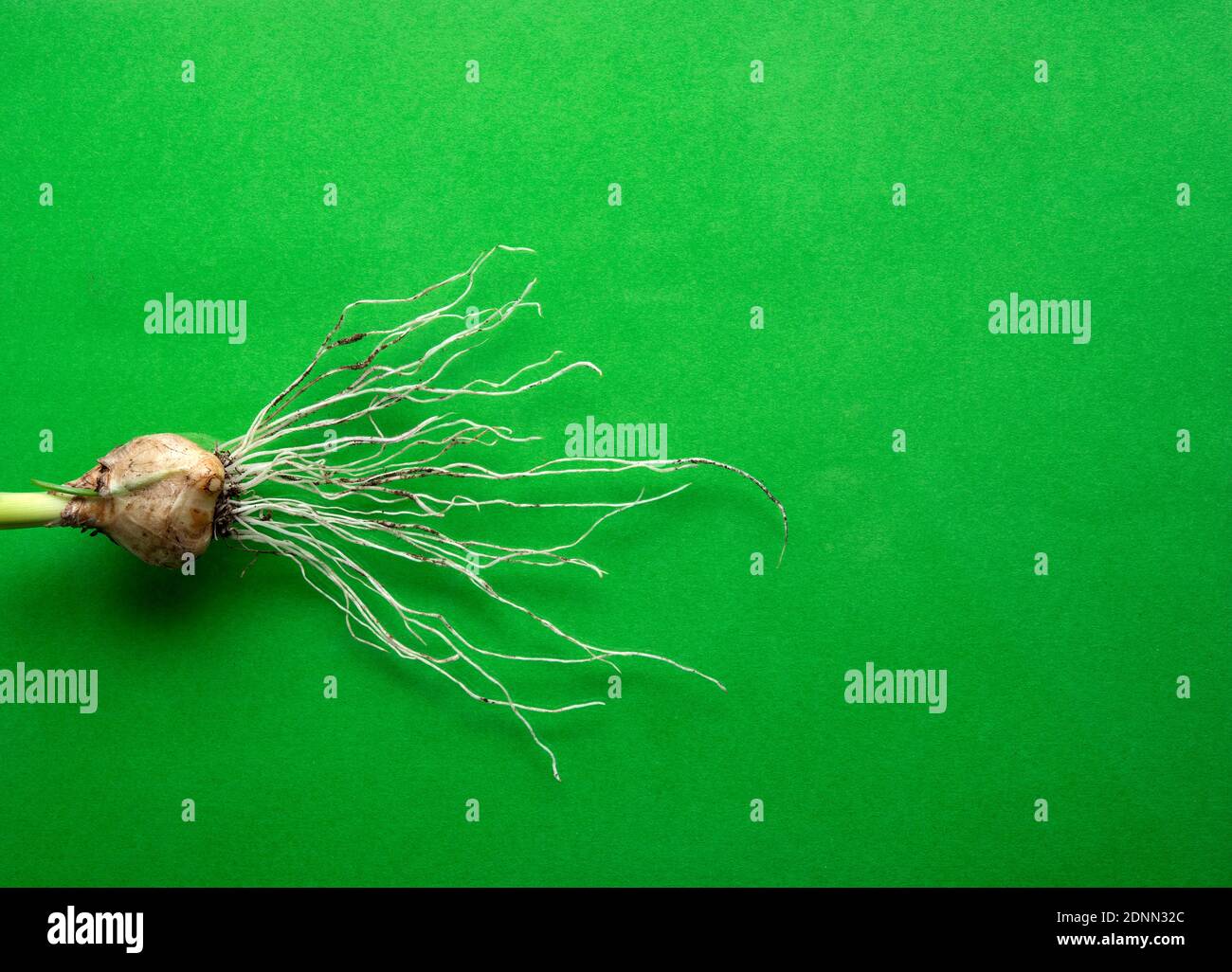 Plant bulb with roots on green background Stock Photo Alamy