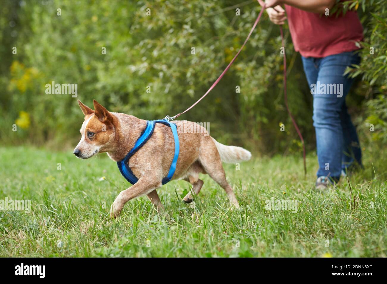 Australian Cattle Dog with harness and long leash, mantrailing. Germany.. Stock Photo