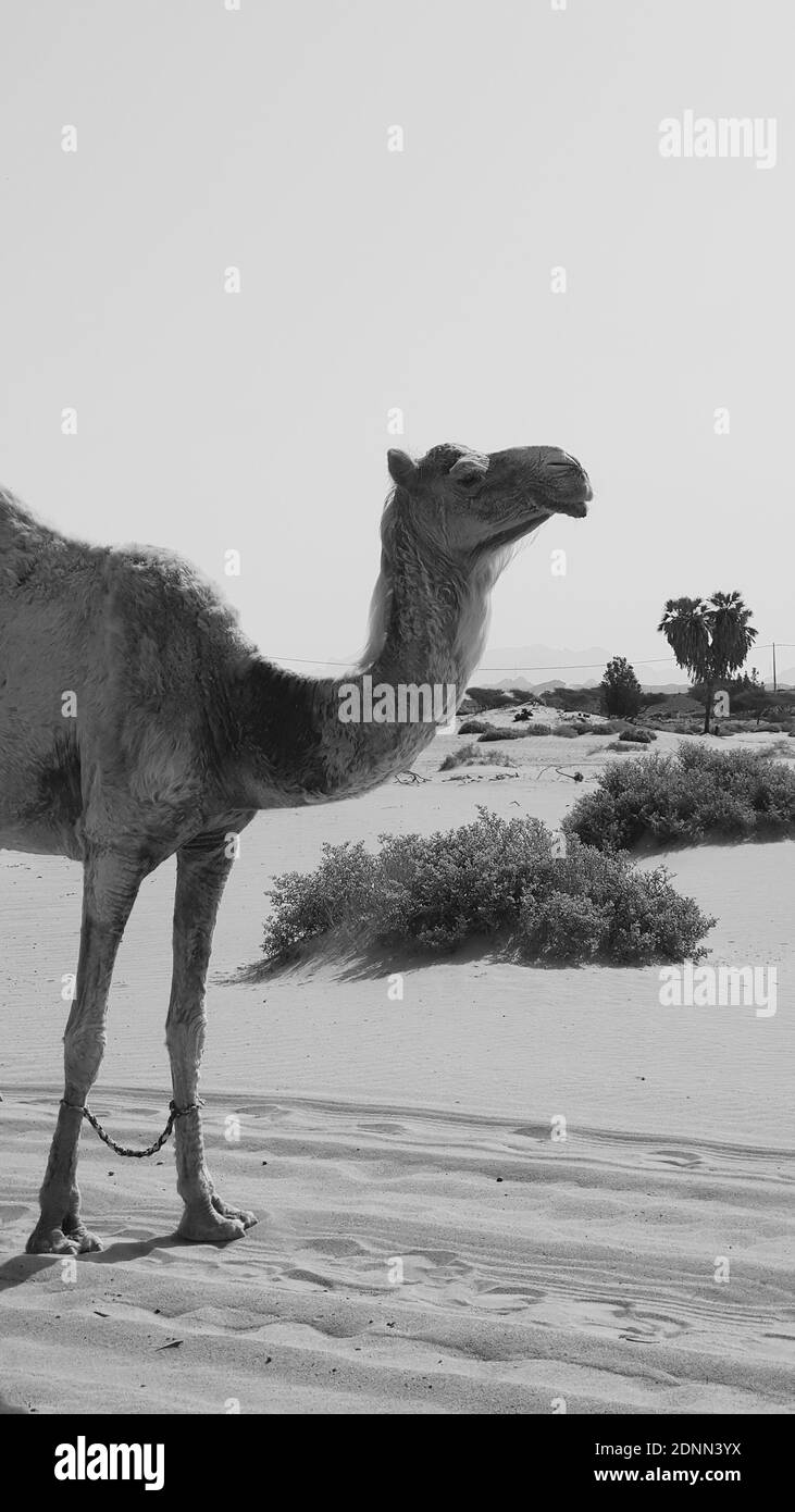 Camel neck Black and White Stock Photos & Images - Alamy