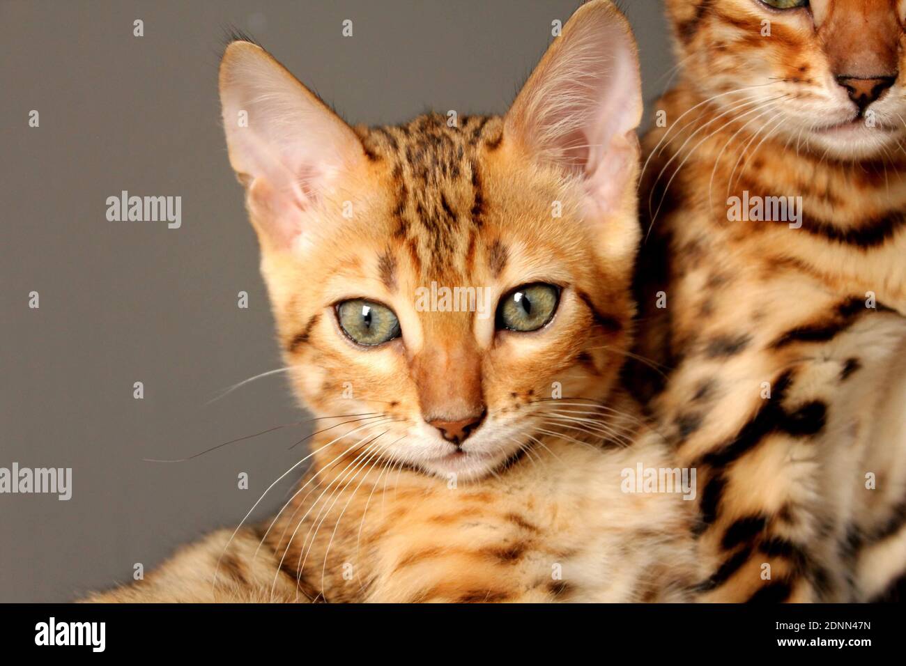 Ginger Bengal Cat High Resolution Stock Photography and Images Alamy
