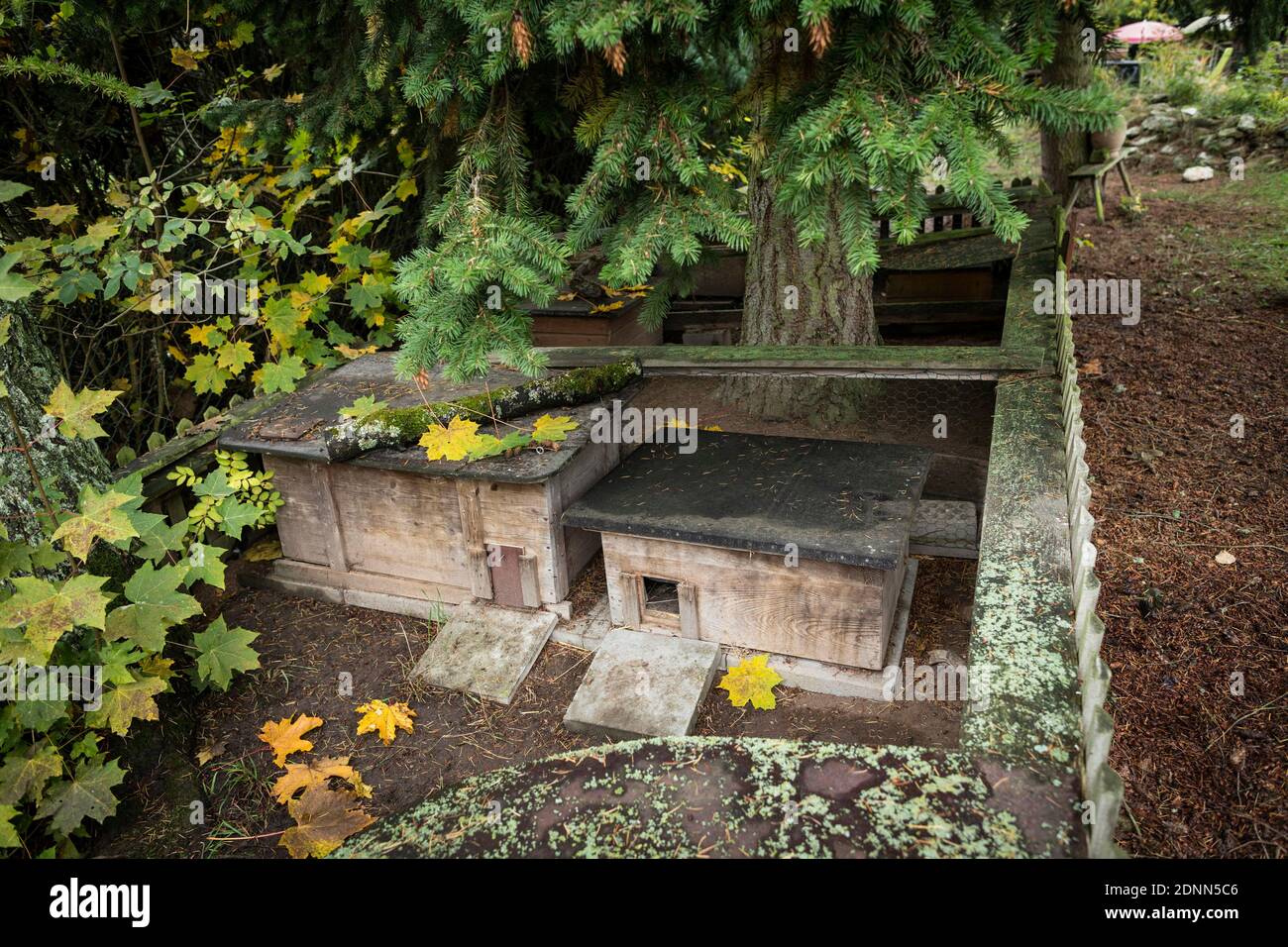 Common Hedgehog (Erinaceus europaeus). Hedgehog houses in an outdoor enclosure. Germany Stock Photo