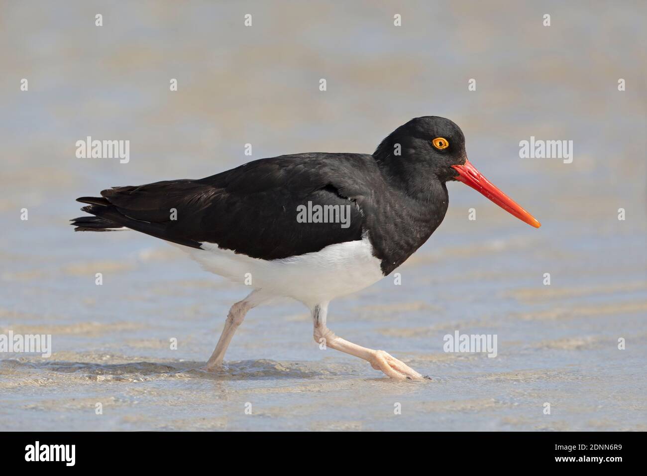 Magellanic oystercatcher, Bleaker island, Falkland, January 2018 Stock
