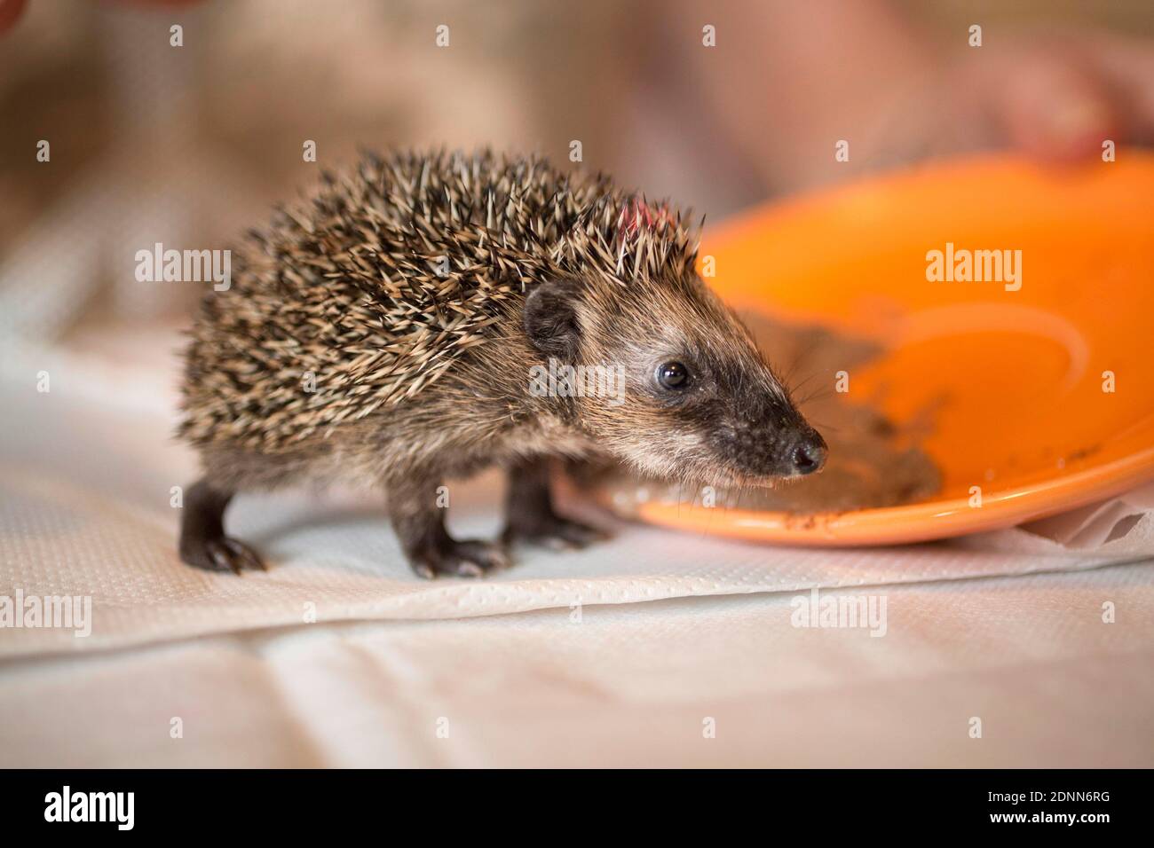 Common Hedgehog (Erinaceus europaeus). Orphaned baby in a rescue