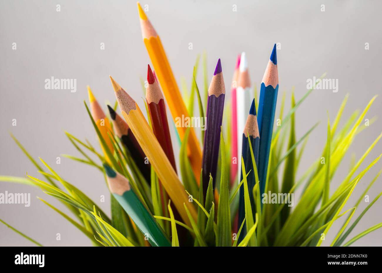 Colored Pencils In Plant Stock Photo Alamy