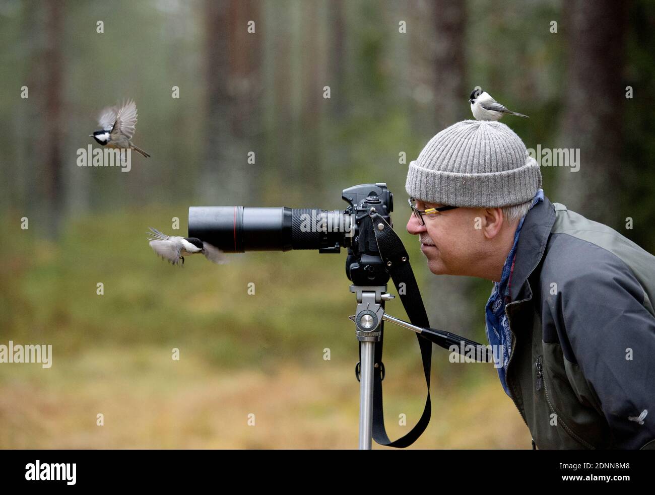 Birds flying around photographer Stock Photo