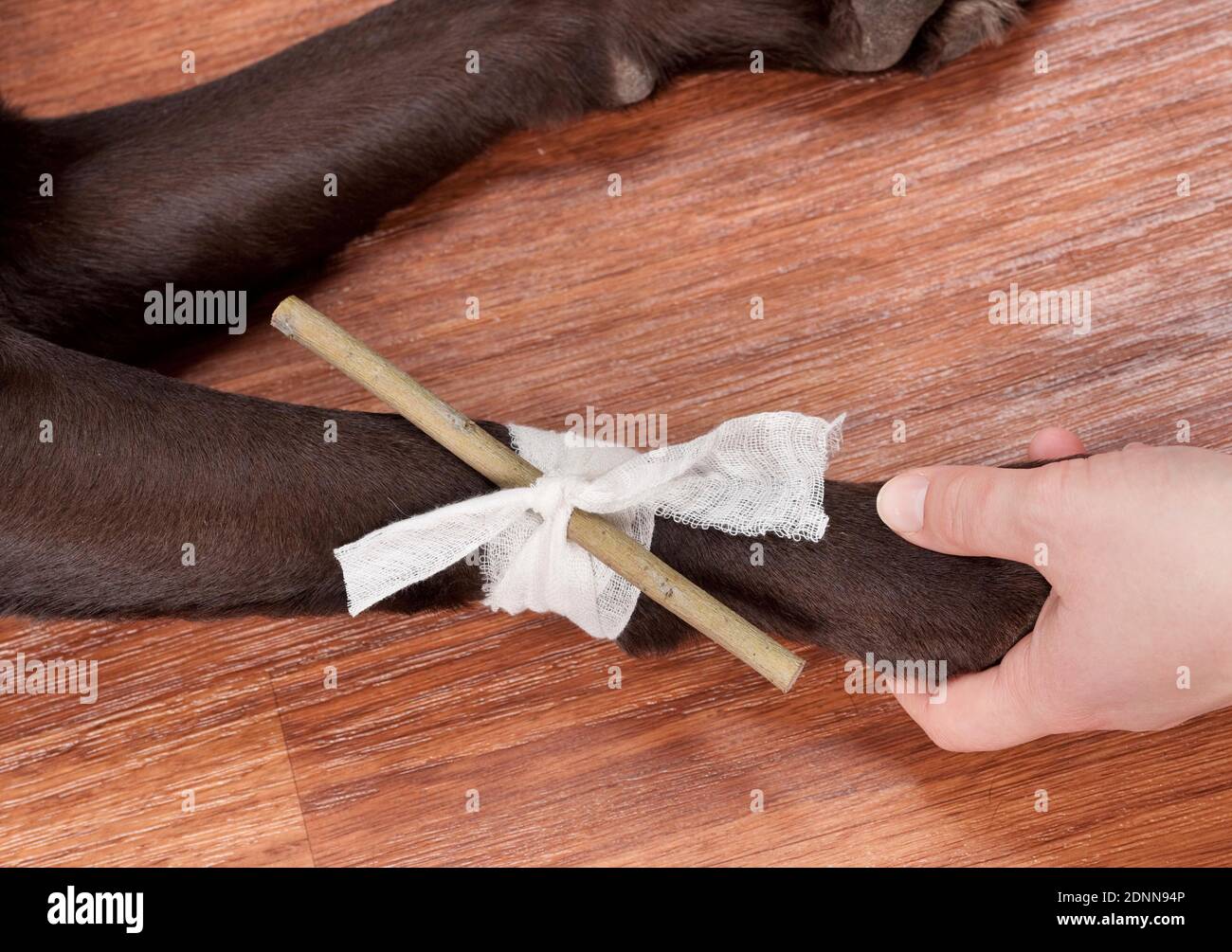 A tourniquet bandage is put on a Labrador Retriever. Sequence 3 of 6 Stock Photo Alamy