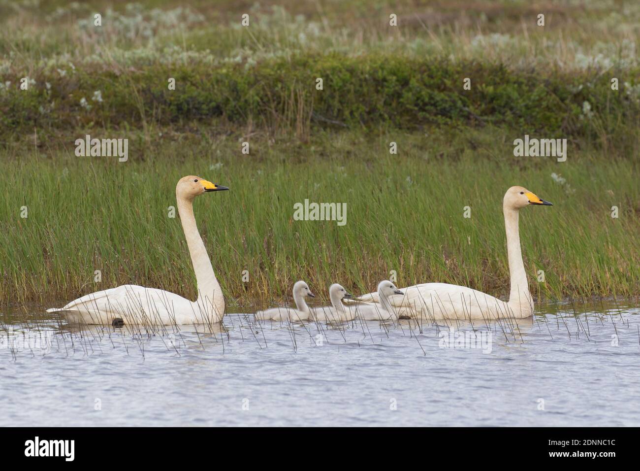 Whooper Swan (Cygnus cygnus). Parents with cygnets on inland lake. Iceland Stock Photo