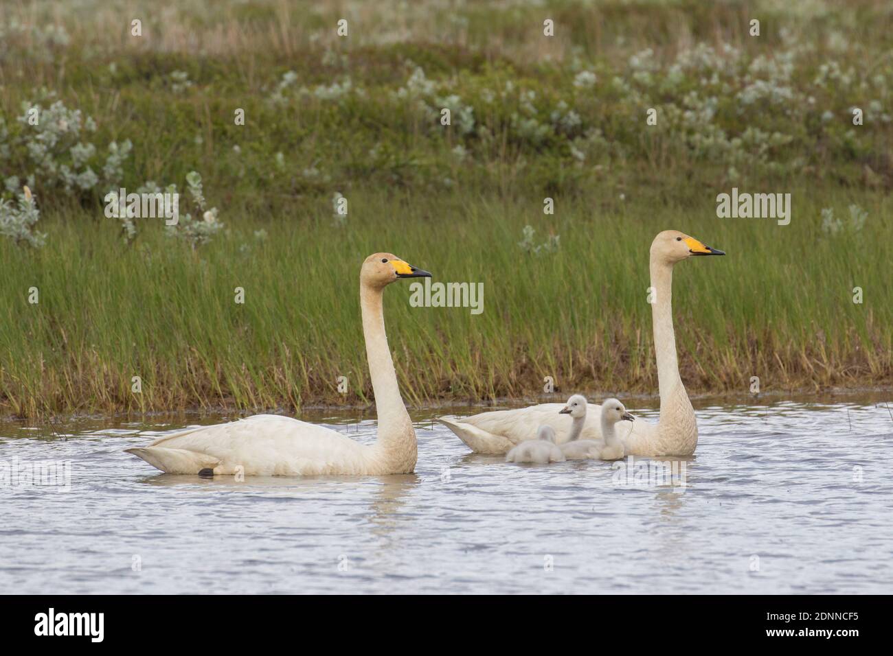 Whooper Swan (Cygnus cygnus). Parents with cygnets on inland lake. Iceland Stock Photo