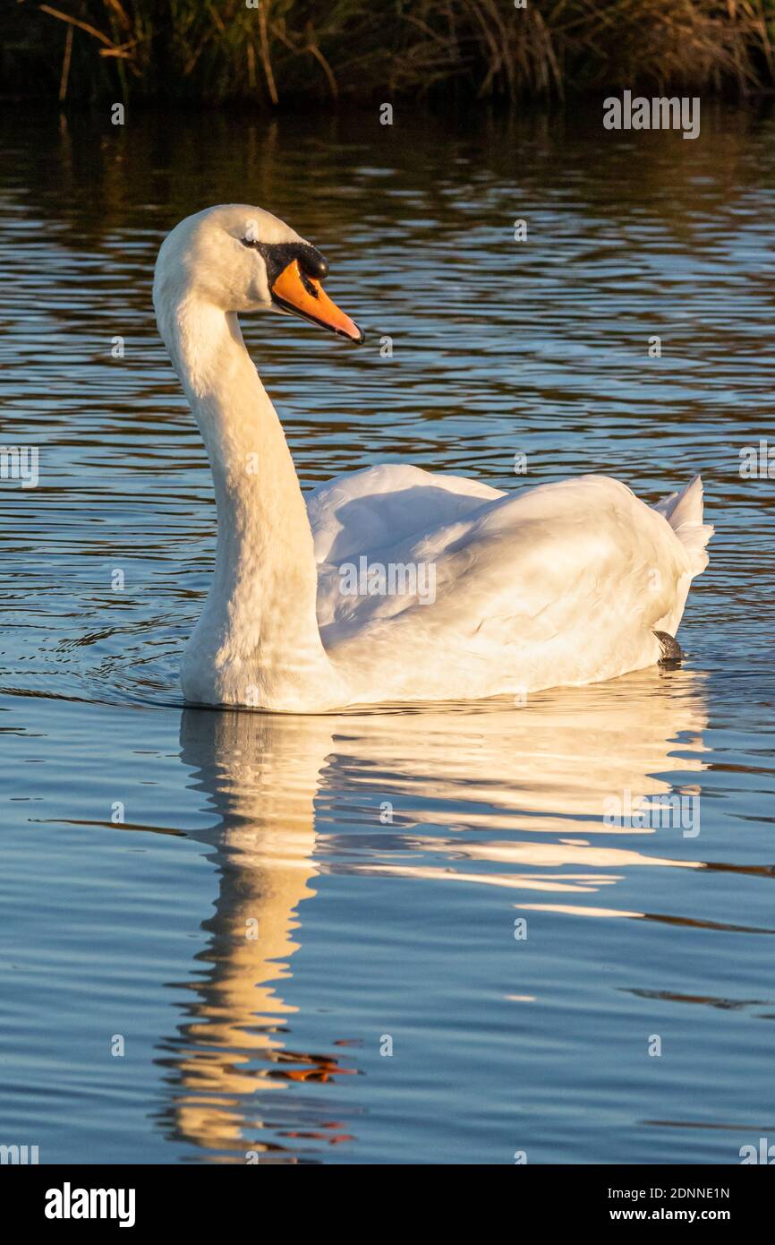 A mute swan swims on a lake in Bushy Park, West London, UK Stock Photo