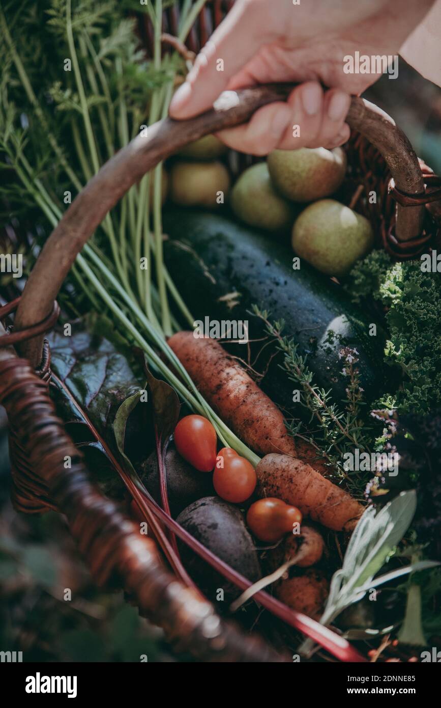 Hand holding basket with vegetables Stock Photo Alamy
