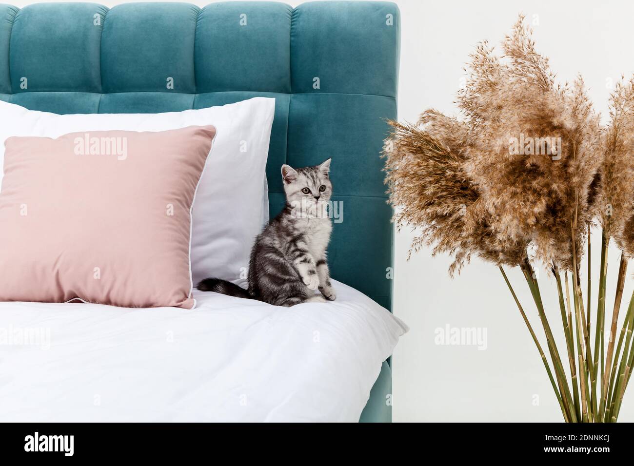 Small tabby Scottish Fold kitten on the bed Stock Photo
