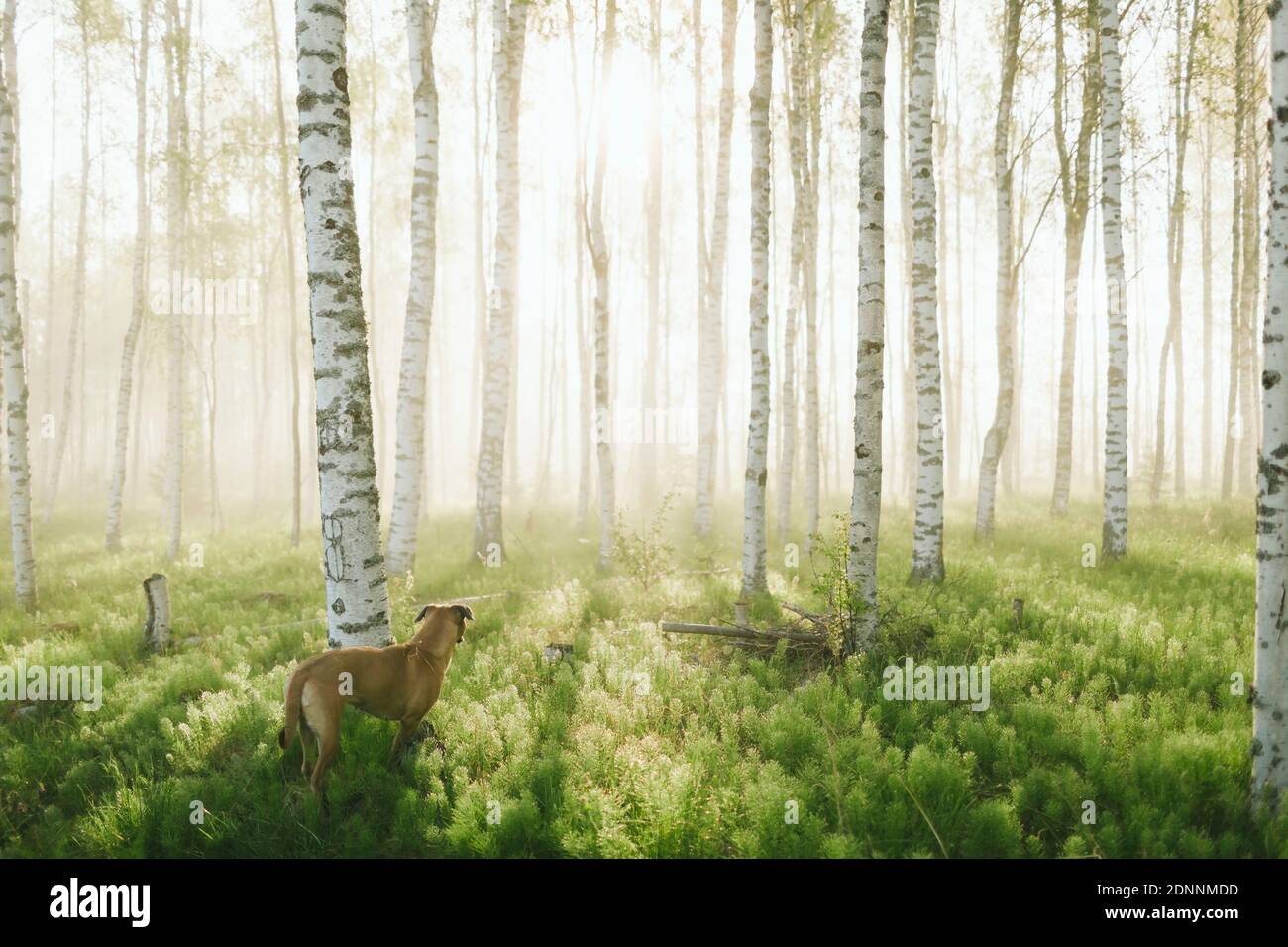 Dog in birch forest Stock Photo