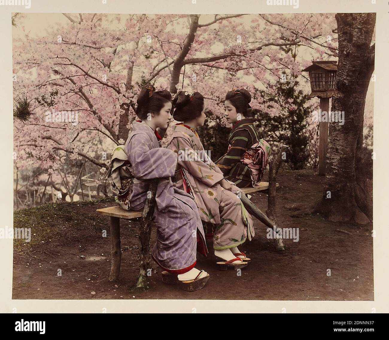 Kōzaburō Tamamura, Three Japanese women in front of cherry tree, albumin paper, black and white positive process, hand-colored, image size: height: 19.00 cm; width: 24.00 cm, inscribed: recto: printed in blue: 29, travel photography, young woman, girl, garden, flowers Stock Photo