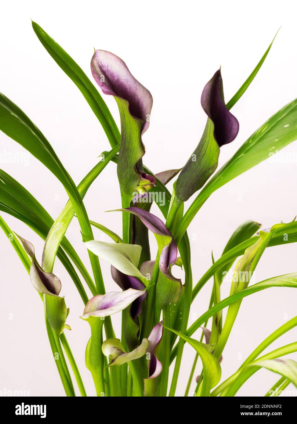beautiful Clump of Calla Lily purple and pink flowers isolated on white background good for happy new year card Stock Photo