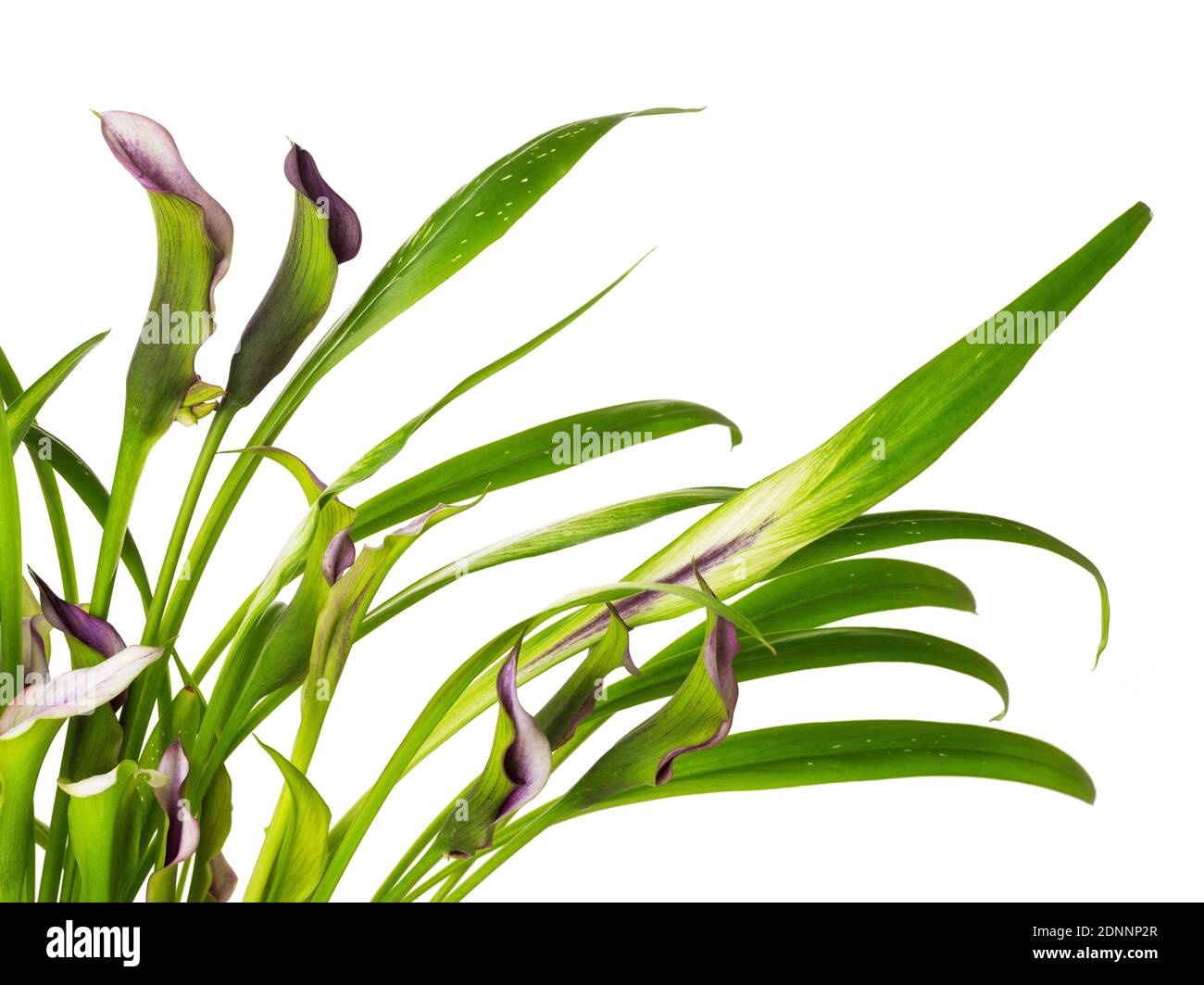 beautiful Clump of Calla Lily purple and pink flowers isolated on white background good for happy new year card Stock Photo