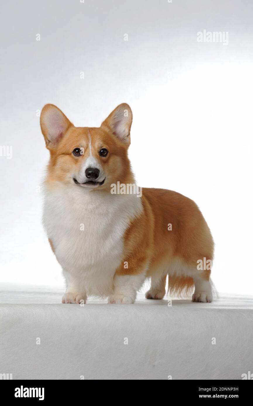 Pembroke welsh corgi Stock Photo - Alamy