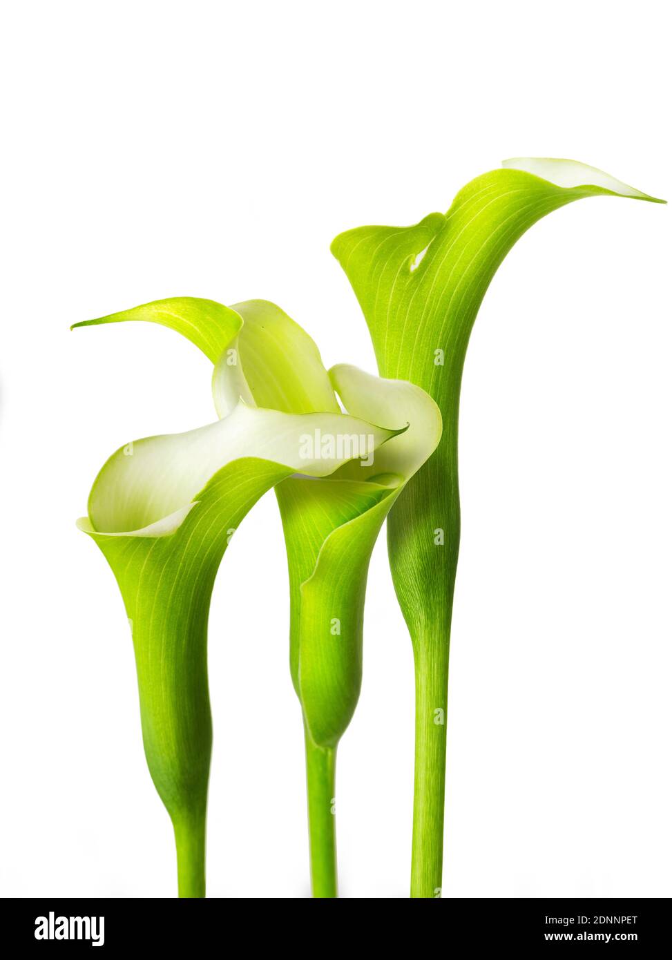famous beautiful calla lily flower fine art of natural contemporary design simple and luxury isolated on white good for home decoration Stock Photo