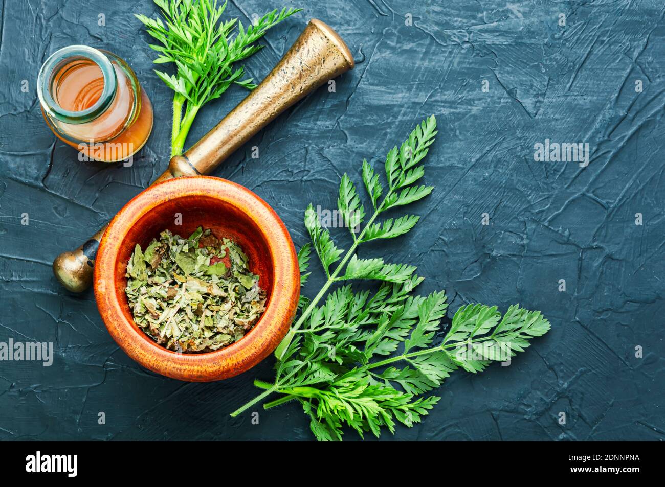 Healing properties of wild carrots in herbal medicine.Fresh medicinal