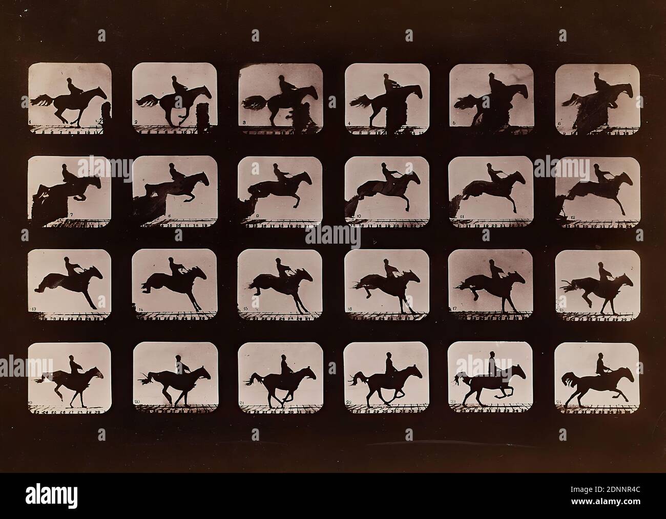 Eadweard Muybridge, Motion Study, Study of an Animal in Motion, albumin paper, black and white positive process, sheet size: height: 16.00 cm; width: 22.40 cm, horse, movement, jumping, horse Stock Photo