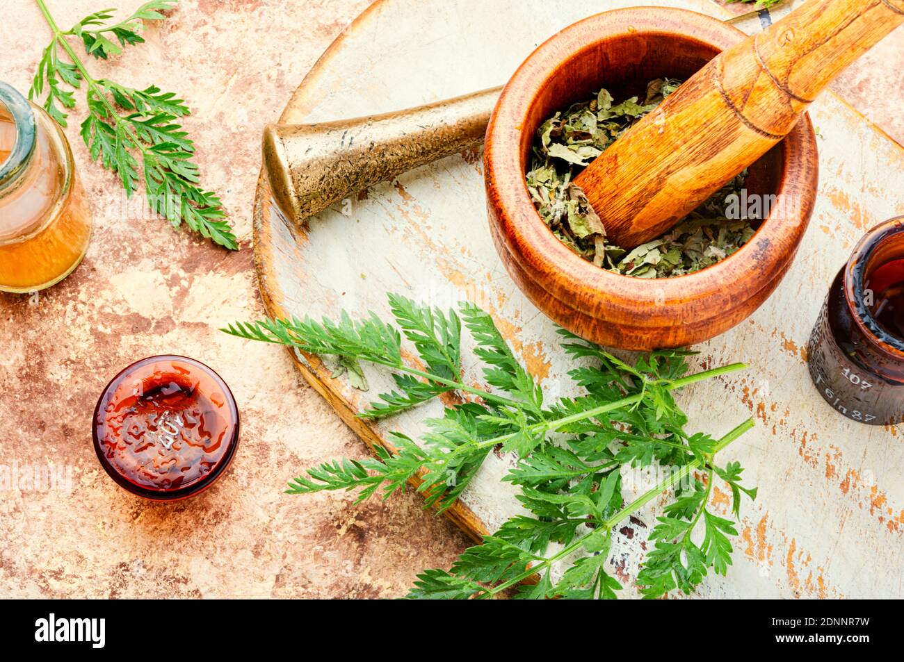 Healing properties of wild carrots in herbal medicine.Fresh medicinal