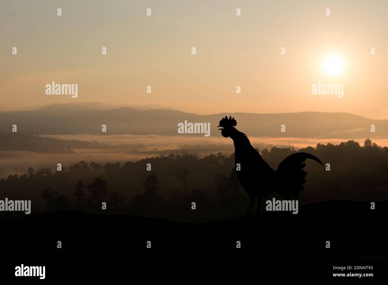 Rooster Crows High Resolution Stock Photography And Images Alamy