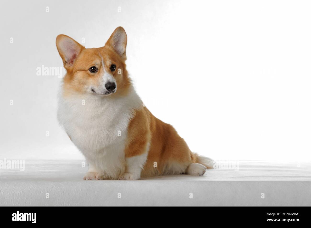 Pembroke welsh corgi Stock Photo - Alamy