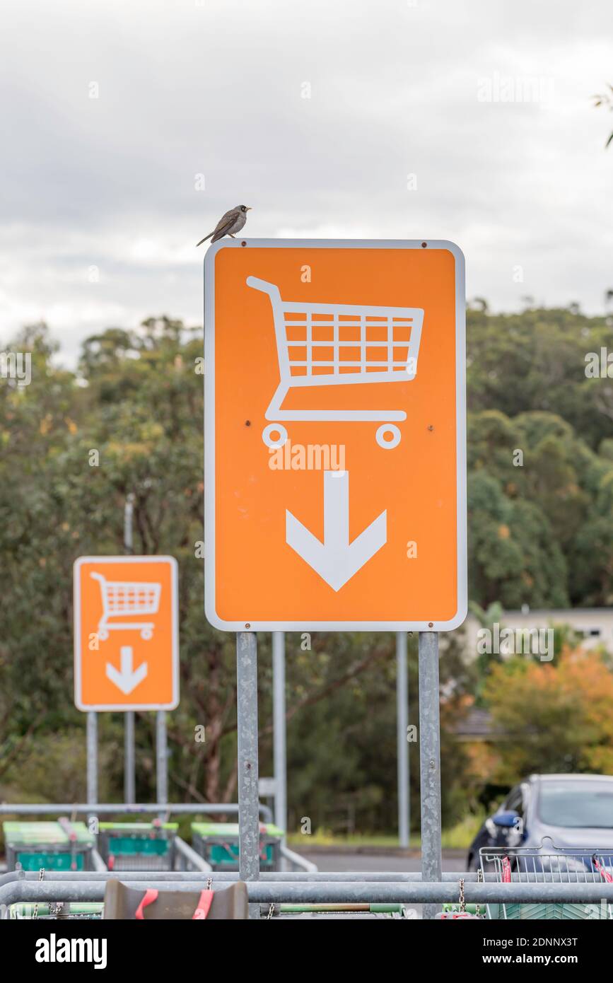 Funky Shopping Trolleys Australia | informacionpublica.svet.gob.gt