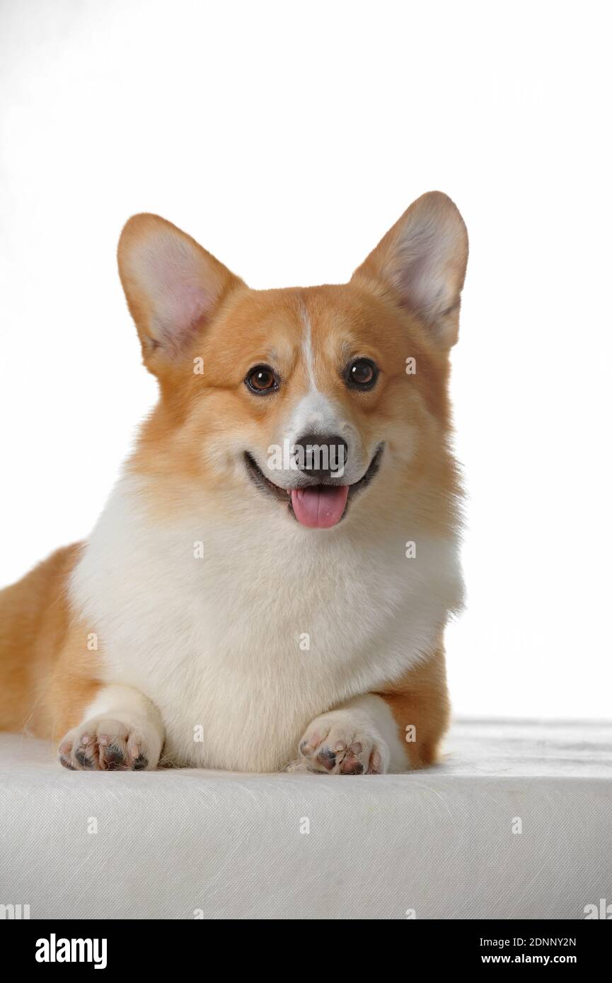 Pembroke welsh Stock Photo Alamy